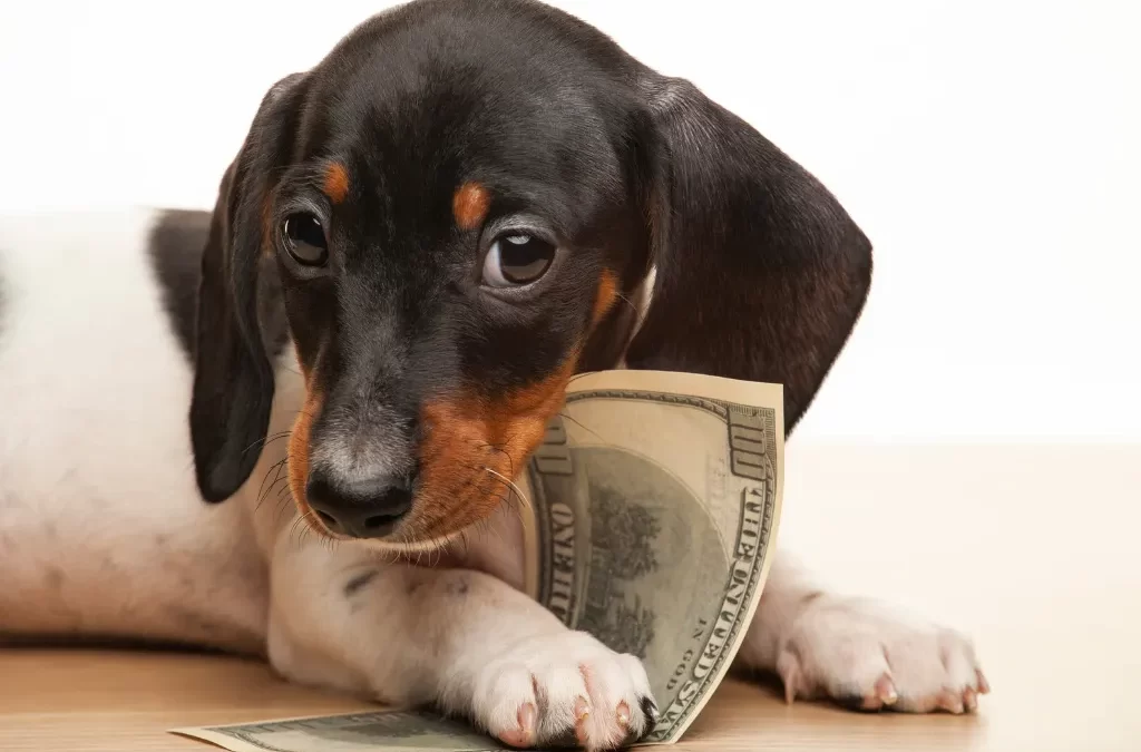 Can You Afford to Own a Dog?