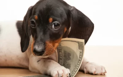 Can You Afford to Own a Dog?