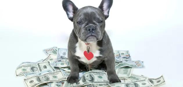 dog initial costs
